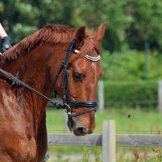 Frederiksborg Bacchus krogvænget