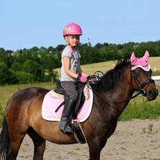 Welsh Pony (sec B) Both´s Comtesse Alaine