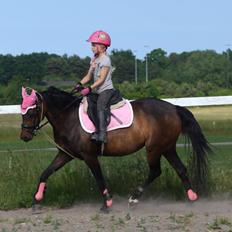 Welsh Pony (sec B) Both´s Comtesse Alaine