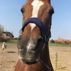 Arabisk fuldblod (OX) Ibn Marcon OX *SOLGT*