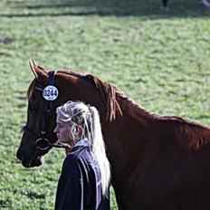 Arabisk fuldblod (OX) Ibn Marcon OX *SOLGT*