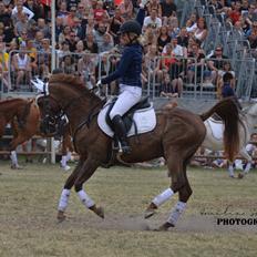 Arabisk fuldblod (OX) Ibn Marcon OX *SOLGT*