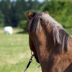 Islænder Galfir frá Hrafnsstöðum