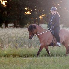 Islænder Galfir frá Hrafnsstöðum