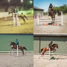 Anden særlig race Hameris