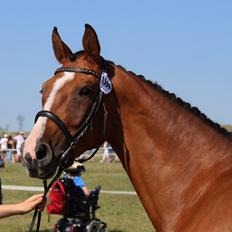 Dansk Varmblod Suzie Q