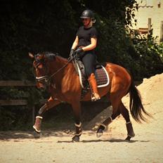 Fuldblod (XX) Hjortebo's Anatta