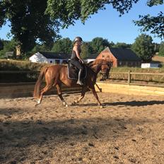 Anden særlig race Jolly