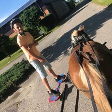 Shetlænder Møllegårdens Rachel( kaldet Molly )