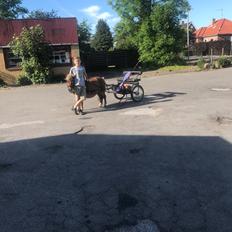 Shetlænder Møllegårdens Rachel( kaldet Molly )