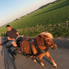 Shetlænder Møllegårdens Rachel( kaldet Molly )