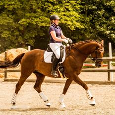 Tysk Oldenburger First Romance Bastbjerg