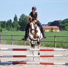 Pinto Falchor ( Baby )