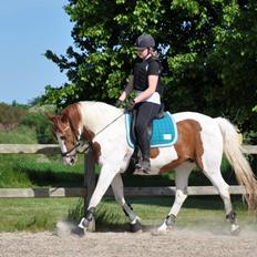 Pinto Falchor ( Baby )