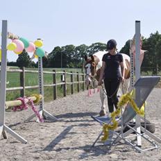 Pinto Falchor ( Baby )