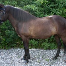 Islænder Litla fra Birkegården