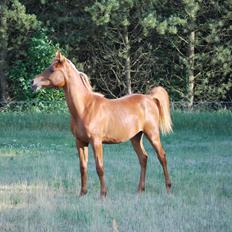 Arabisk fuldblod (OX) Vestroths Valentino