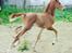Palomino Zy Red Star *SOLGT*