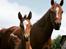 Palomino Zy Red Star *SOLGT*