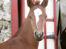 Palomino Zy Red Star *SOLGT*