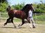 Welsh Cob (sec D) Møllegydens Brego