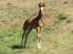 Palomino Zy Red Star *SOLGT*