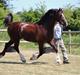 Welsh Cob (sec D) Møllegydens Brego