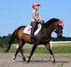 Welsh Pony (sec B) Both´s Comtesse Alaine