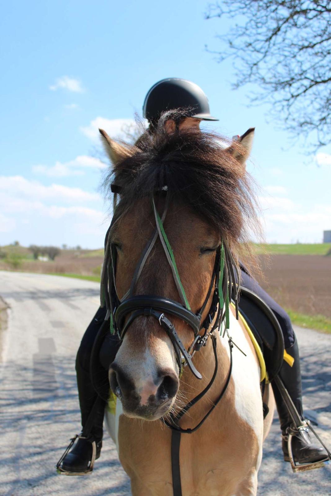 Anden særlig race Amigo billede 5