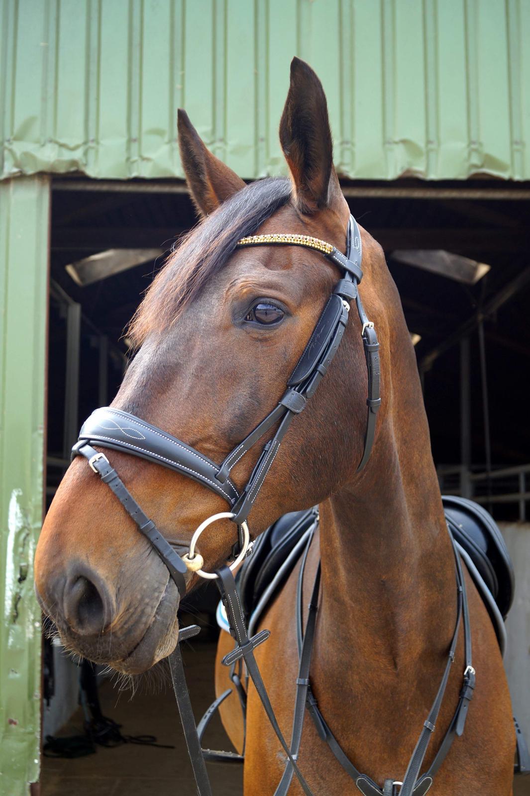 Oldenborg Cornett  billede 13