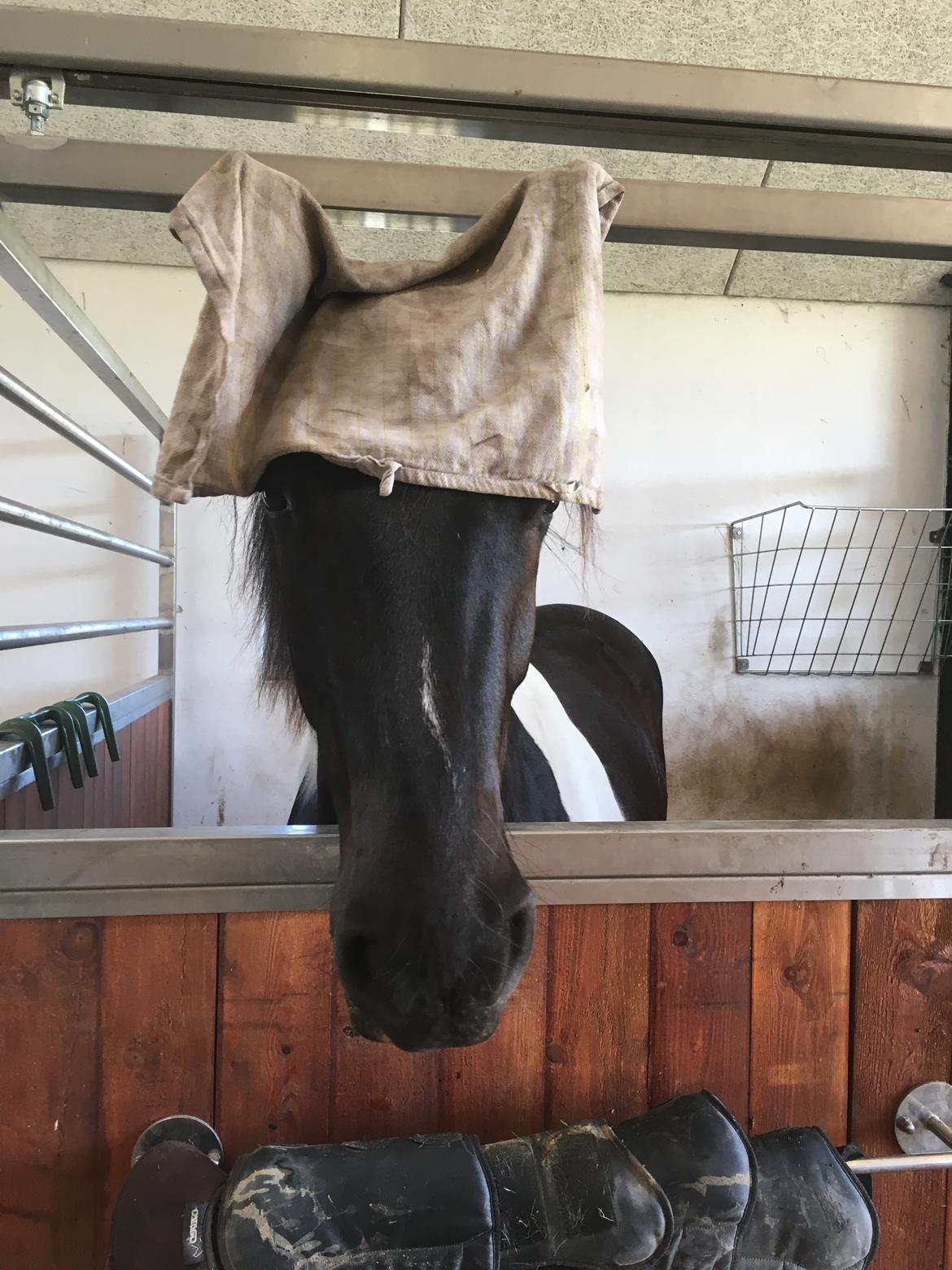 Barockpinto New Star  billede 6