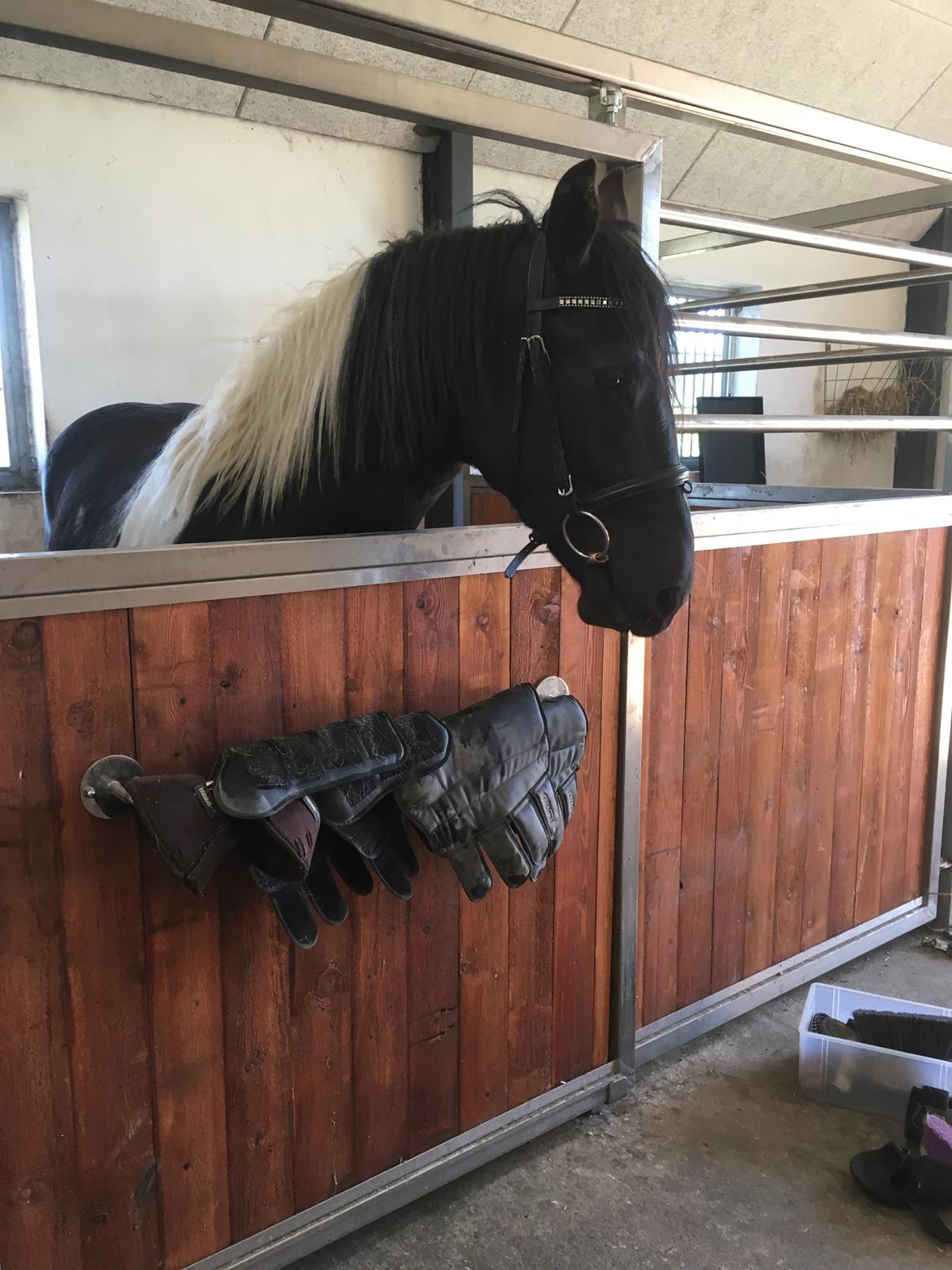 Barockpinto New Star  billede 7