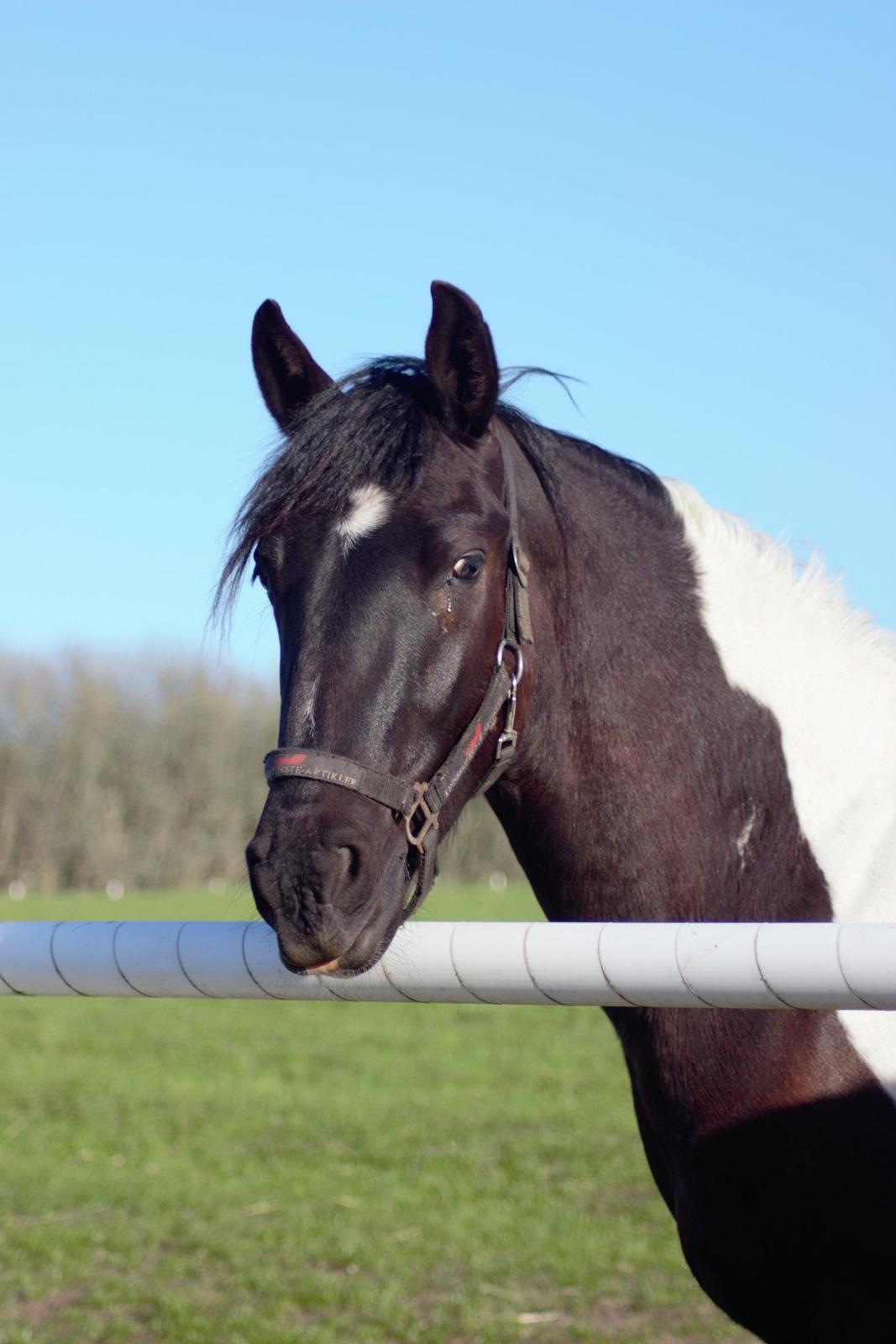 Barockpinto New Star  billede 12