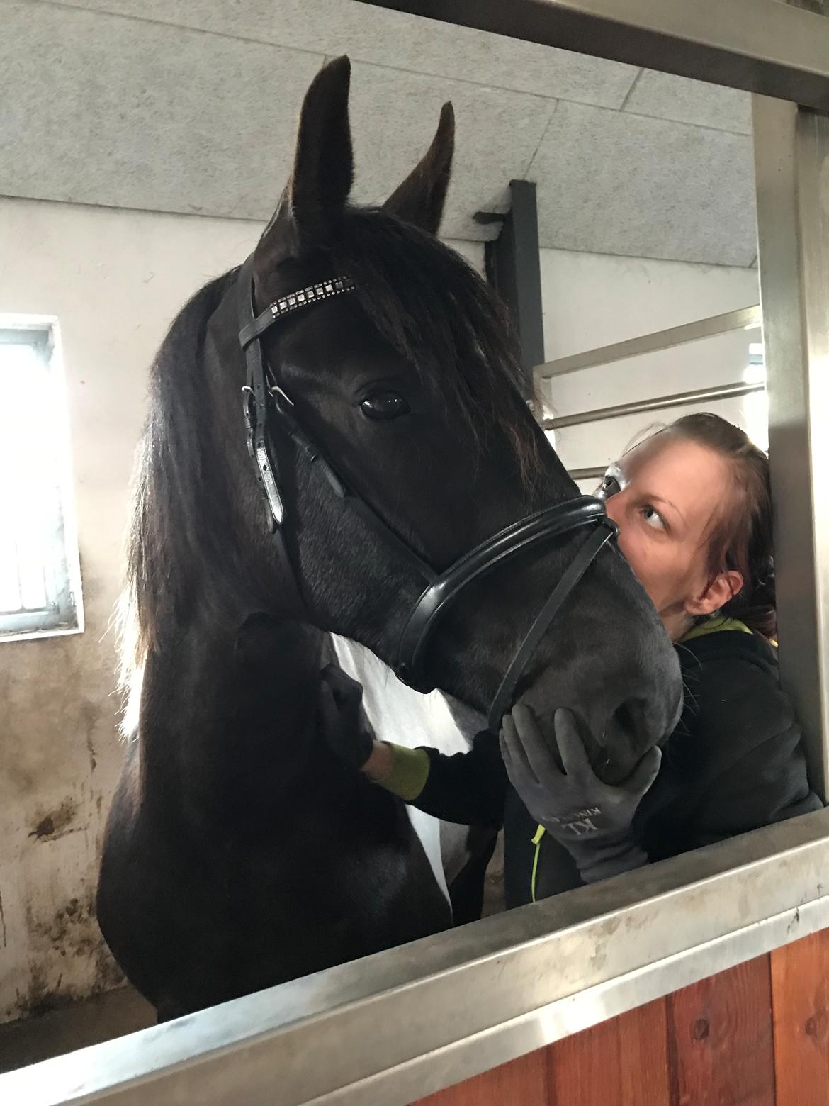 Barockpinto New Star  billede 9