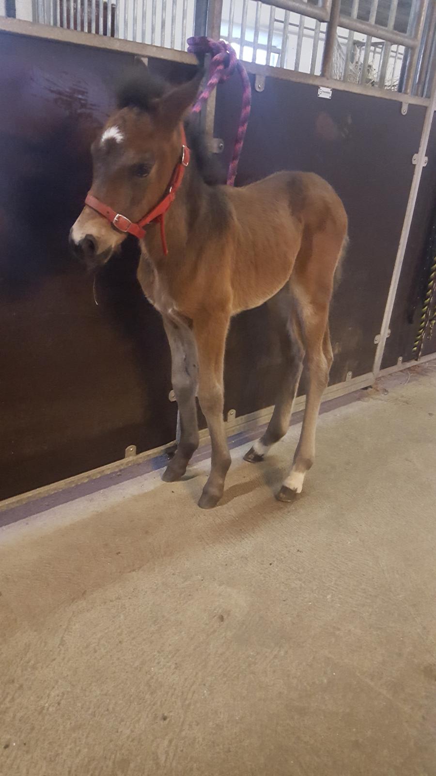 New Forest Harbogaards total temptation billede 15