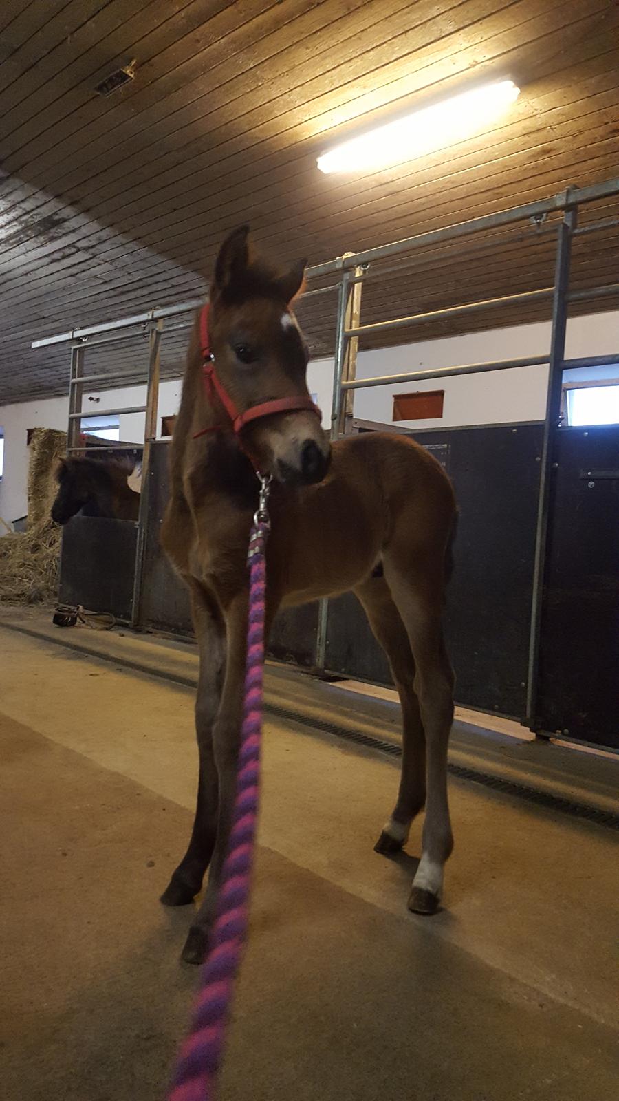 New Forest Harbogaards total temptation billede 18