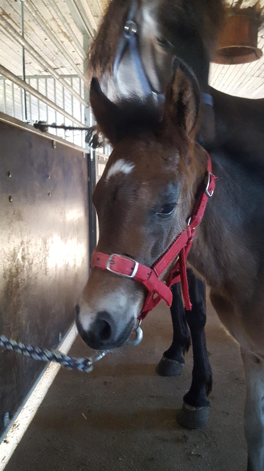 New Forest Harbogaards total temptation billede 17