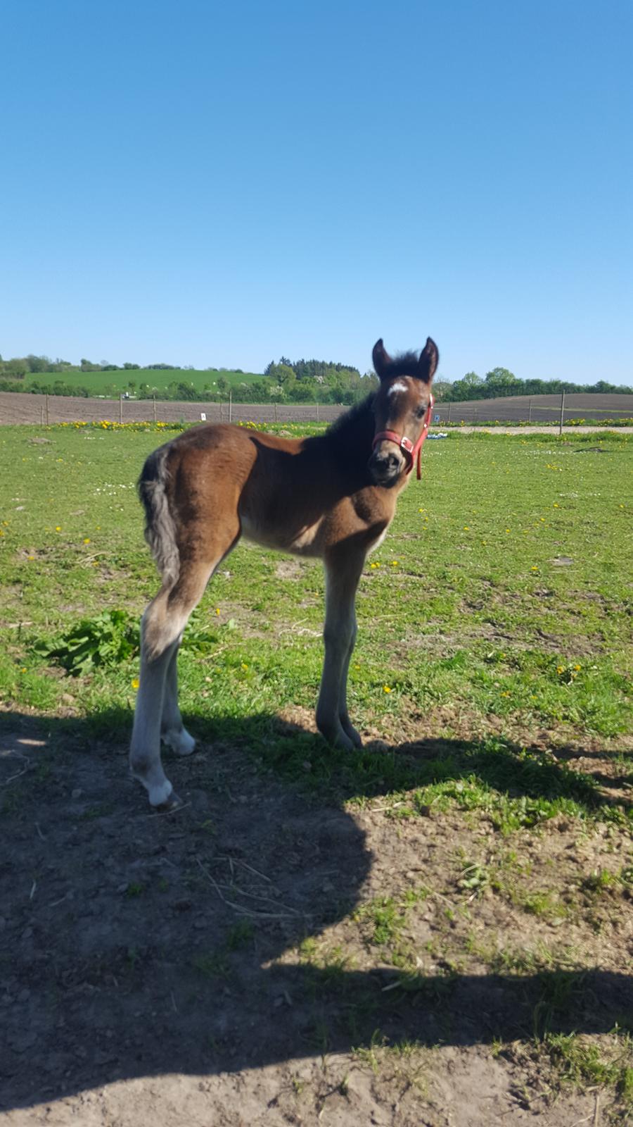 New Forest Harbogaards total temptation billede 4