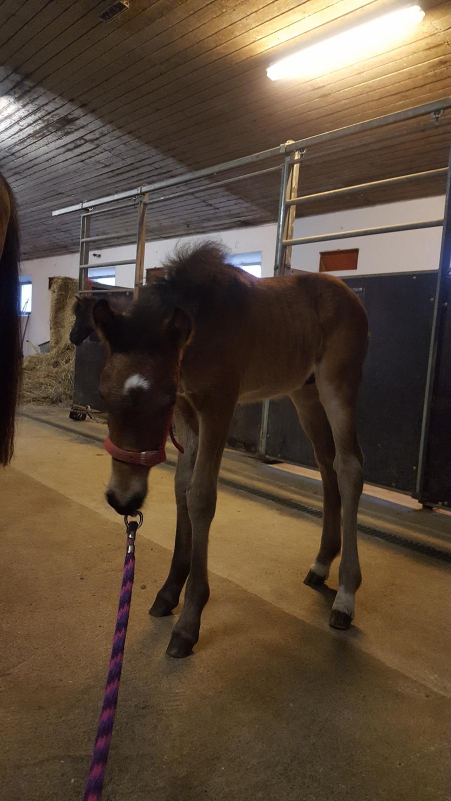 New Forest Harbogaards total temptation billede 16