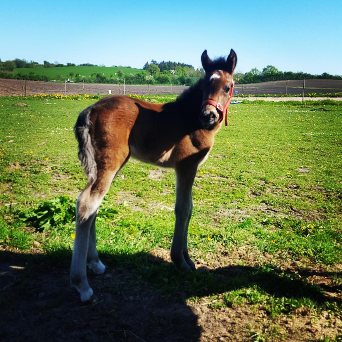 New Forest Harbogaards total temptation billede 19