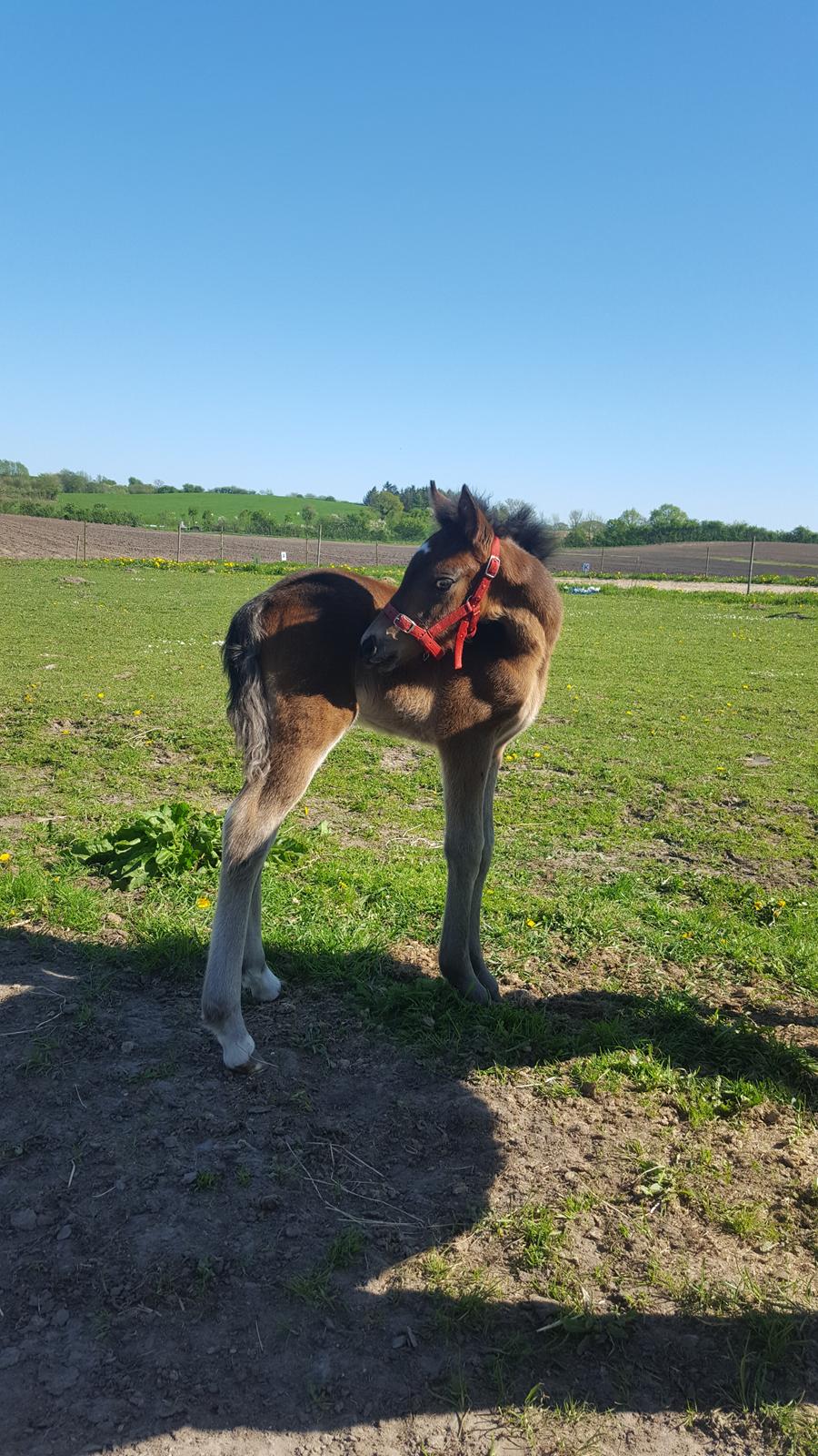 New Forest Harbogaards total temptation billede 20