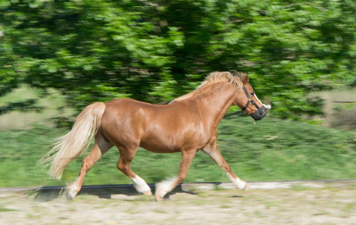 Welsh Mountain (sec A) Harvest Babeths Sunshine WM 1065 - maj 2018 billede 3