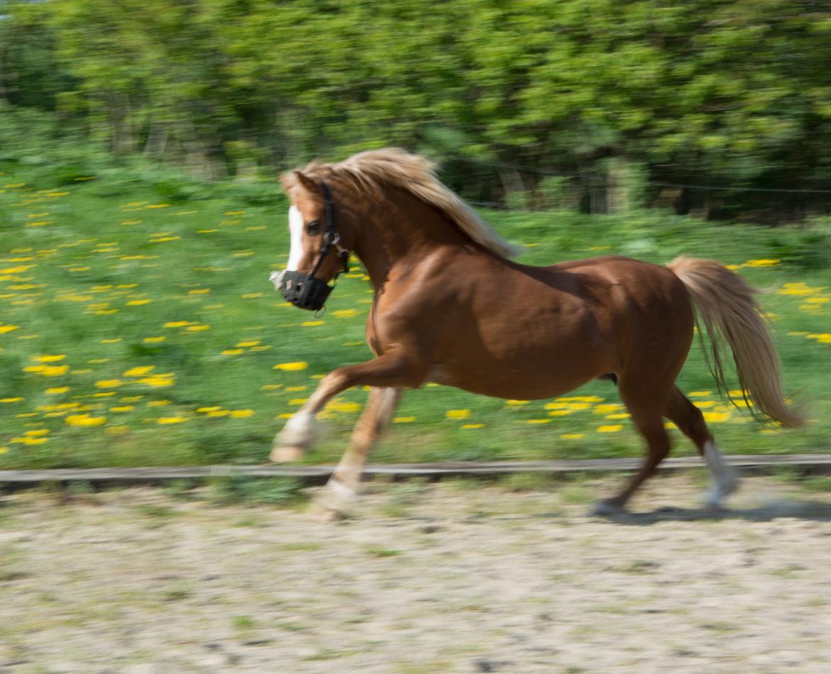 Welsh Mountain (sec A) Harvest Babeths Sunshine WM 1065 - maj 2018 billede 2