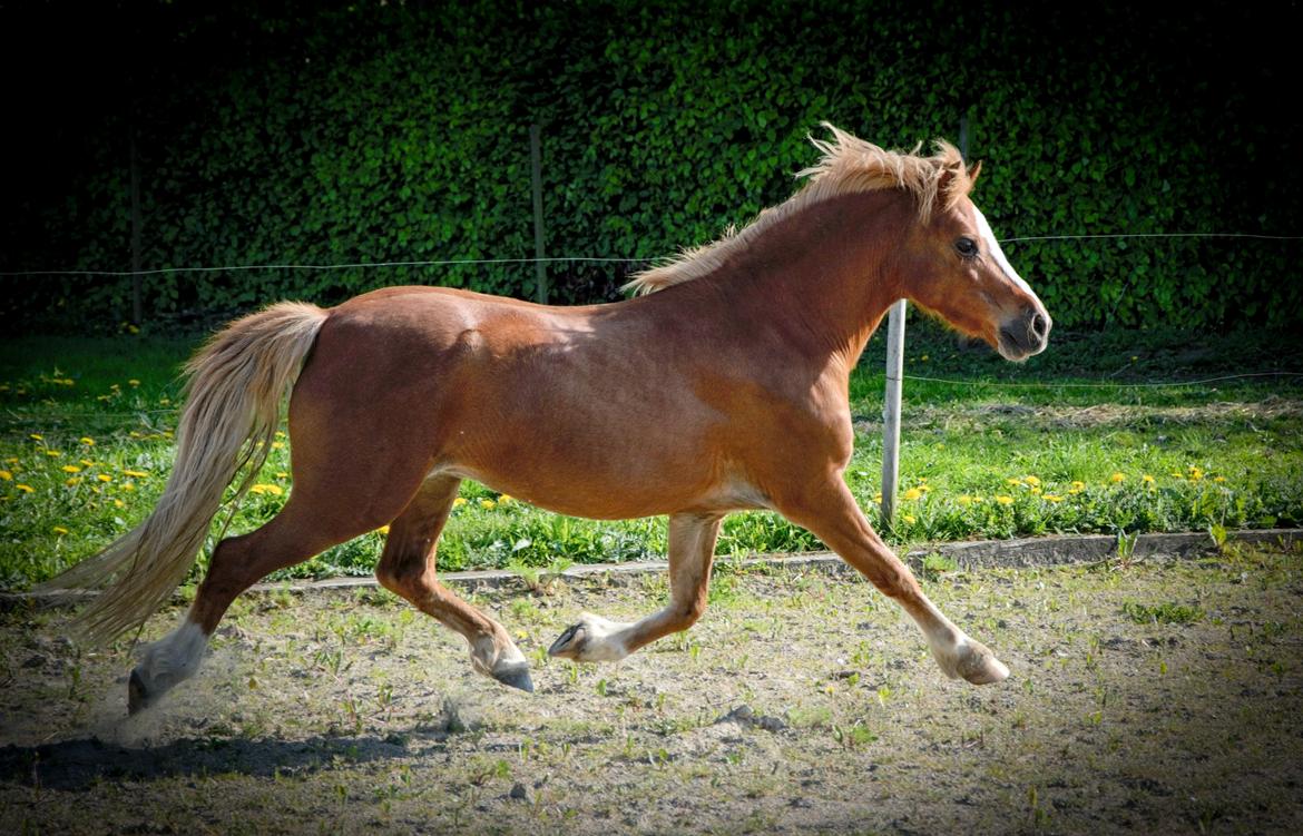 Welsh Mountain (sec A) Harvest Babeths Sunshine WM 1065 - maj 2018 billede 1