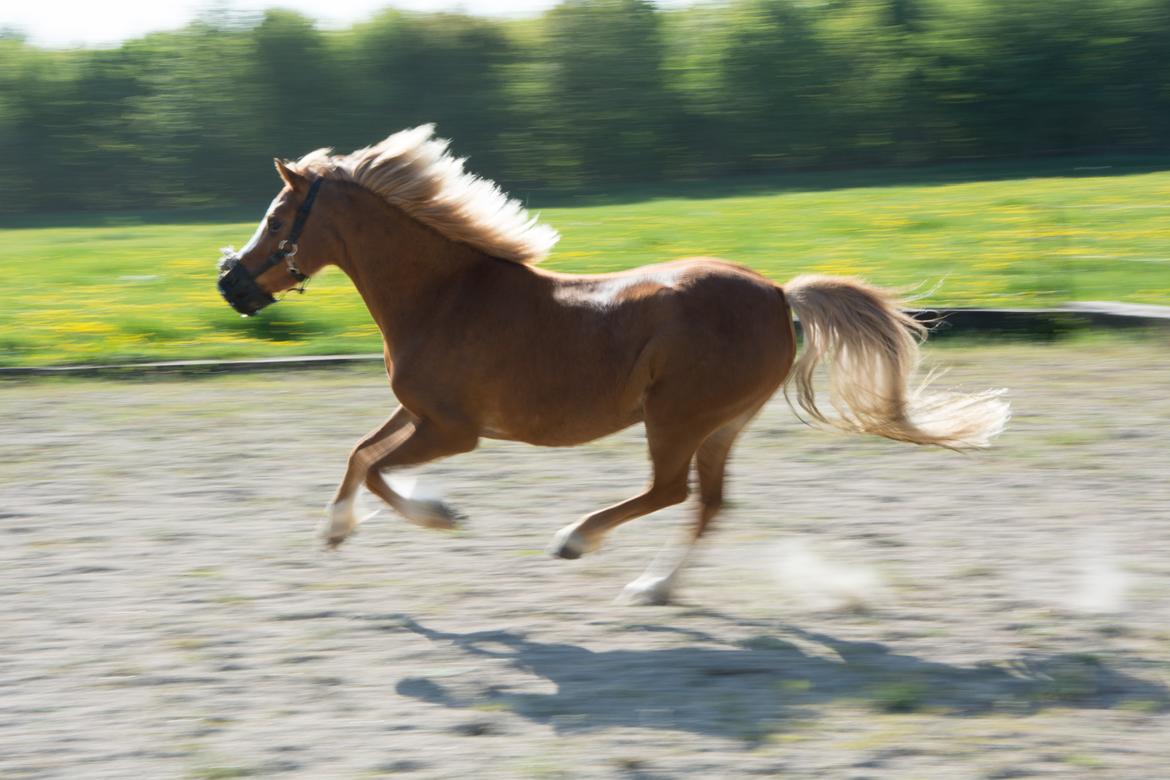 Welsh Mountain (sec A) Harvest Babeths Sunshine WM 1065 - maj 2018 billede 4