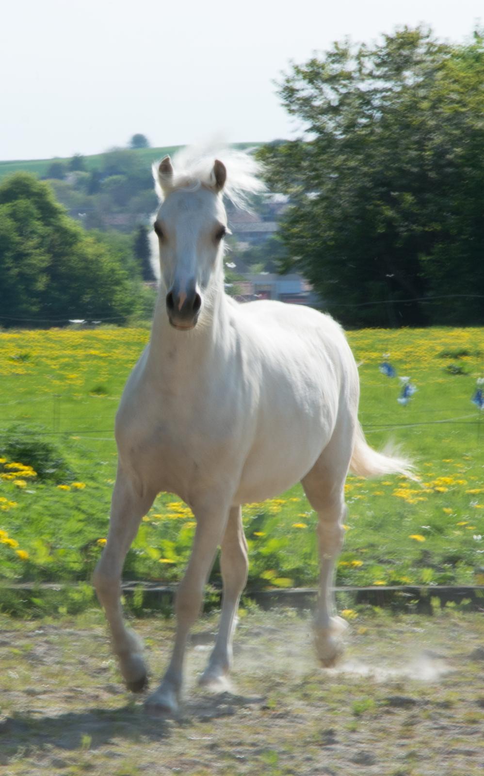 Welsh Pony (sec B) Sunny Hill Bell-Bell Sunlight / Bella - 12 maj 2018 billede 8