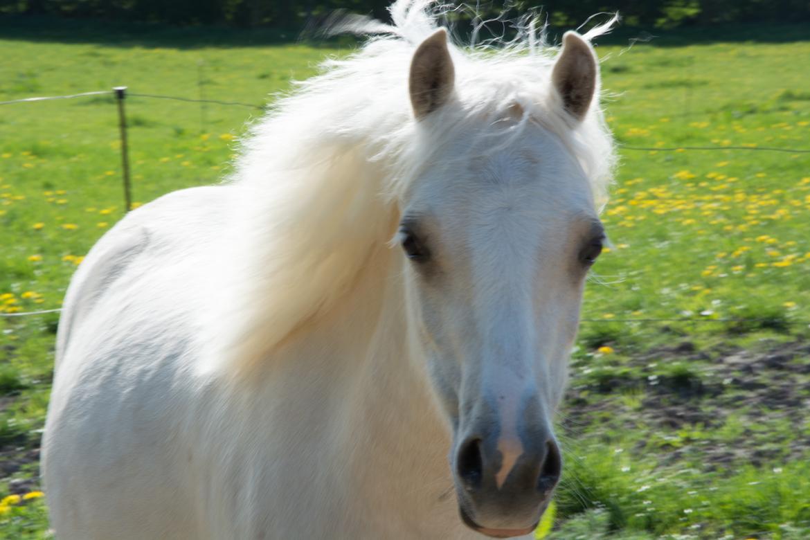 Welsh Pony (sec B) Sunny Hill Bell-Bell Sunlight / Bella - 12 maj 2018 billede 7