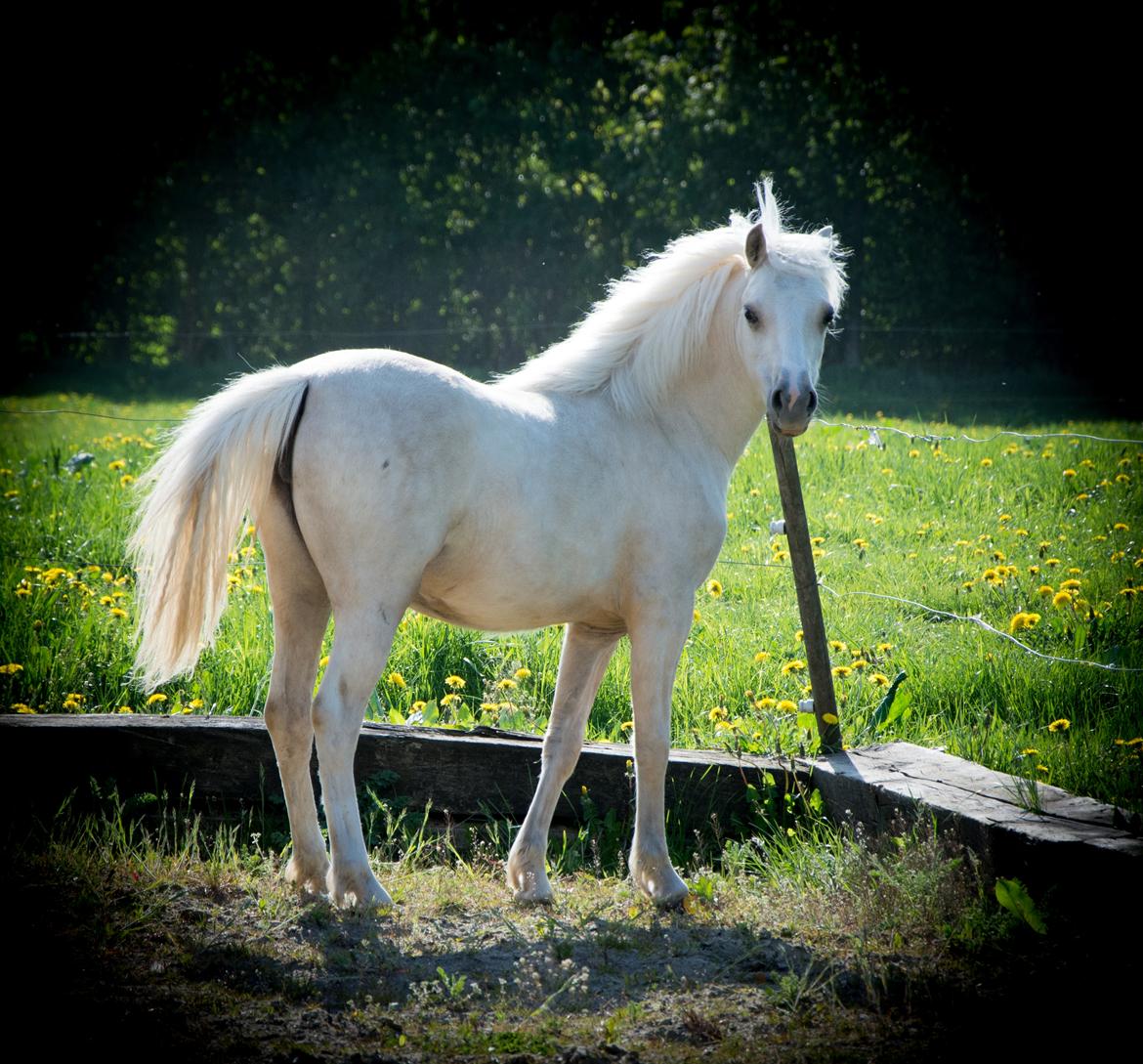 Welsh Pony (sec B) Sunny Hill Bell-Bell Sunlight / Bella - 12 maj 2018 billede 9