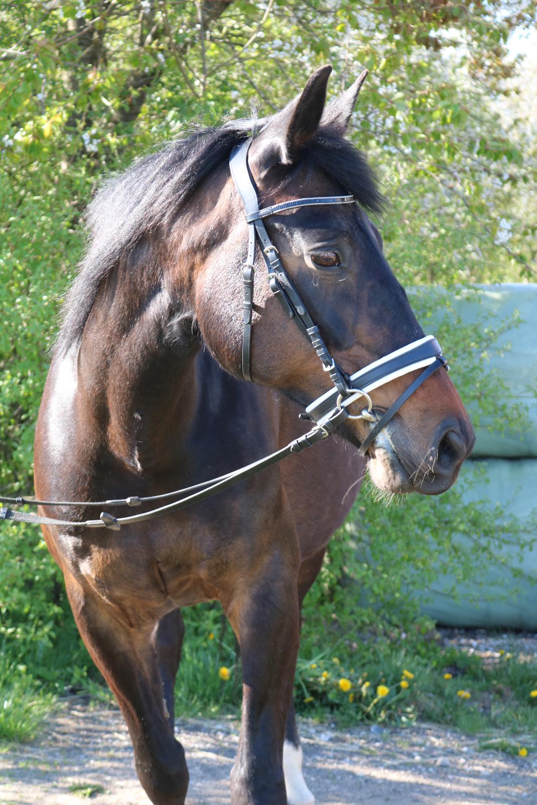 Oldenborg Shanti billede 11