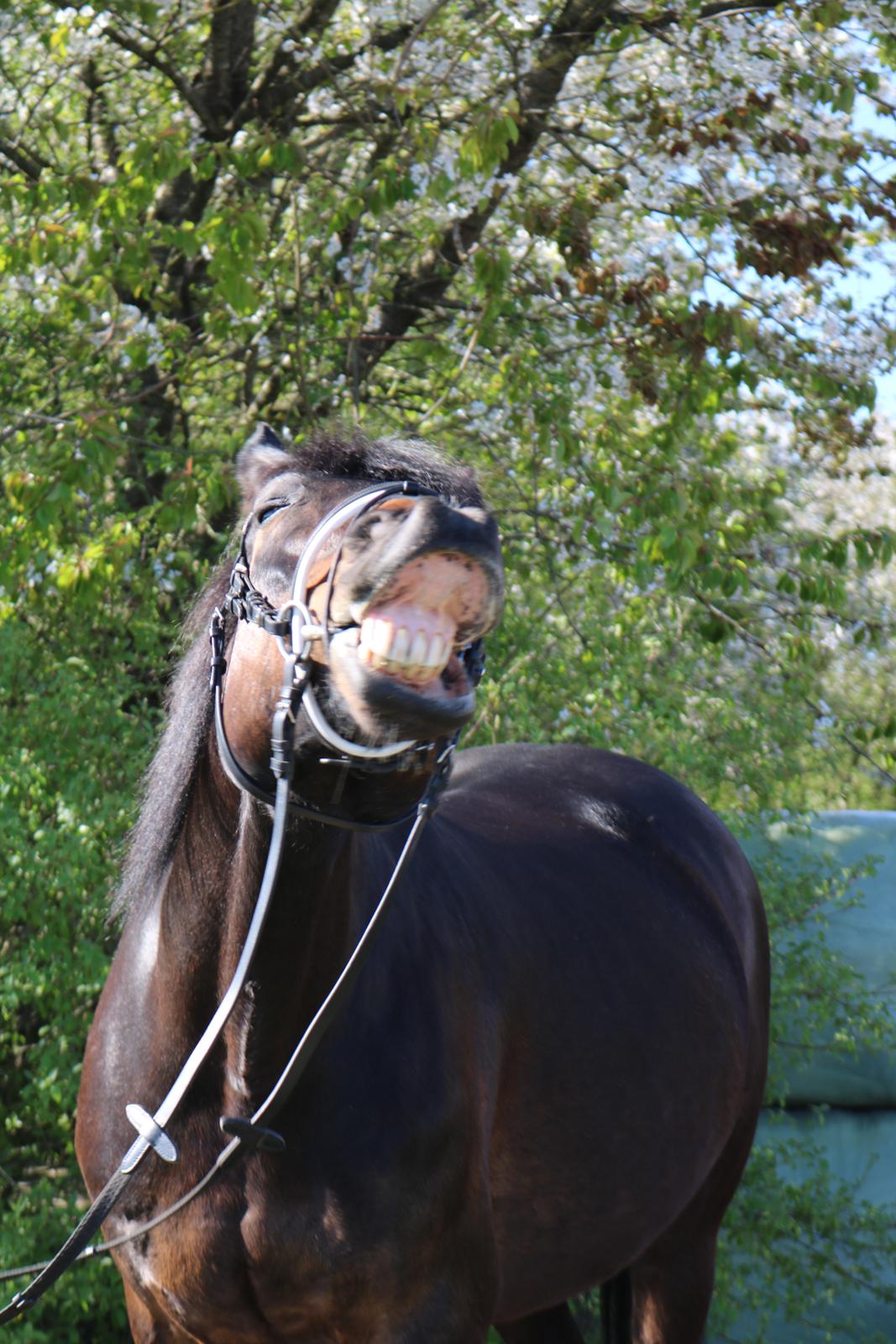 Oldenborg Shanti billede 2